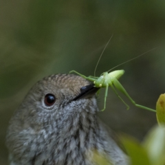 Tettigoniidae (family) (Unidentified katydid) at Acton, ACT - 23 Jul 2023 by patrickcox