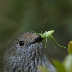 Tettigoniidae (family) at Acton, ACT - 23 Jul 2023