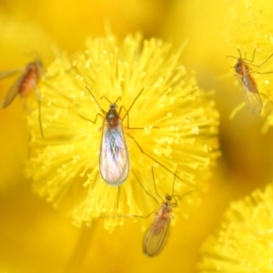 Cecidomyiidae (family) at Weston, ACT - 23 Jul 2023