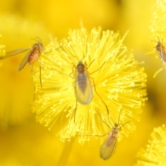 Cecidomyiidae (family) at Weston, ACT - 23 Jul 2023