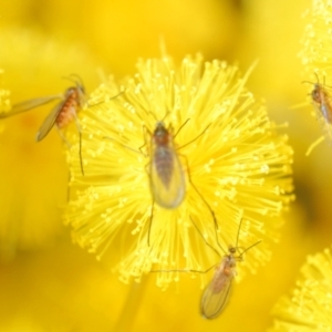 Cecidomyiidae (family) at Weston, ACT - 23 Jul 2023