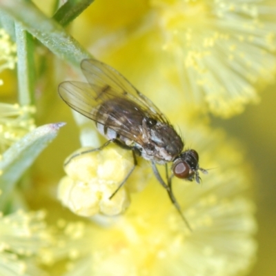 Unidentified True fly (Diptera) at Molonglo Valley, ACT - 23 Jul 2023 by Harrisi