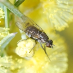 Unidentified True fly (Diptera) at Sth Tablelands Ecosystem Park - 23 Jul 2023 by Harrisi