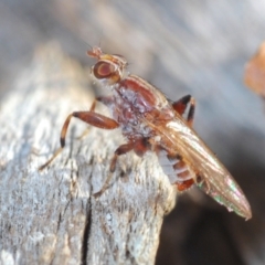 Tapeigaster sp. (genus) (Fungus fly, Heteromyzid fly) at Sth Tablelands Ecosystem Park - 23 Jul 2023 by Harrisi