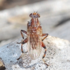 Tapeigaster sp. (genus) at Molonglo Valley, ACT - 23 Jul 2023 03:50 PM