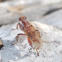 Tapeigaster sp. (genus) at Molonglo Valley, ACT - 23 Jul 2023 03:50 PM