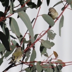 Smicrornis brevirostris (Weebill) at Hume, ACT - 23 Jul 2023 by RodDeb