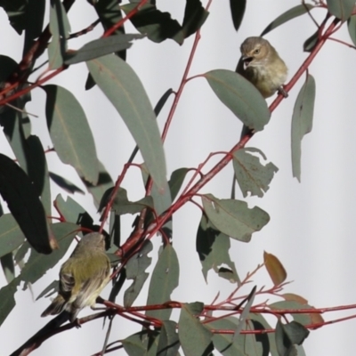 Smicrornis brevirostris (Weebill) at Hume, ACT - 23 Jul 2023 by RodDeb