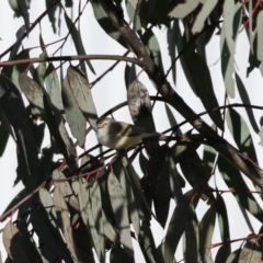 Smicrornis brevirostris at Hume, ACT - 23 Jul 2023