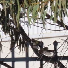 Smicrornis brevirostris at Hume, ACT - 23 Jul 2023