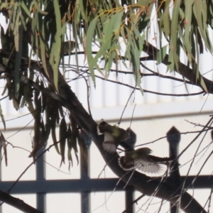 Smicrornis brevirostris at Hume, ACT - 23 Jul 2023