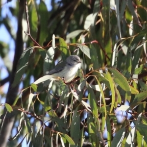 Smicrornis brevirostris at Hume, ACT - 23 Jul 2023