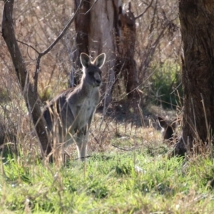 Macropus giganteus at Hume, ACT - 23 Jul 2023