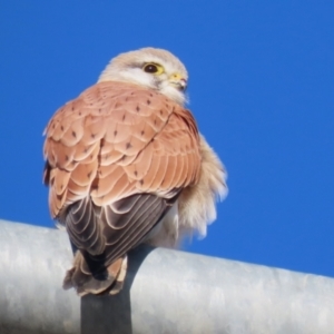 Falco cenchroides at Hume, ACT - 23 Jul 2023