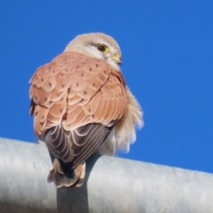 Falco cenchroides at Hume, ACT - 23 Jul 2023