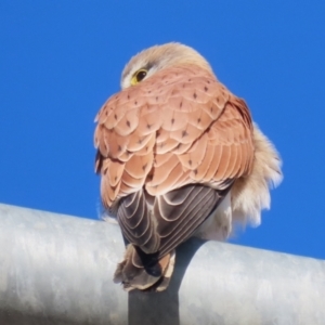 Falco cenchroides at Hume, ACT - 23 Jul 2023