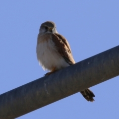 Falco cenchroides at Hume, ACT - 23 Jul 2023