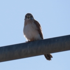 Falco cenchroides at Hume, ACT - 23 Jul 2023
