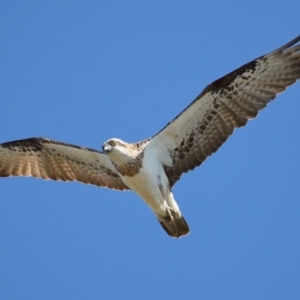 Pandion haliaetus at Cleveland, QLD - suppressed