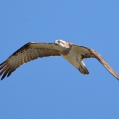 Pandion haliaetus at Cleveland, QLD - suppressed