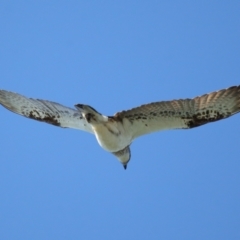 Pandion haliaetus at Cleveland, QLD - suppressed