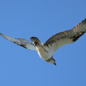 Pandion haliaetus at Cleveland, QLD - suppressed