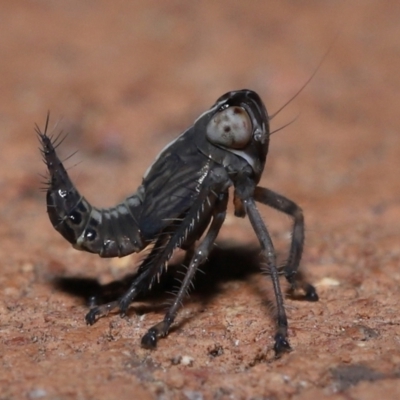 Cicadellidae (family) at Wellington Point, QLD - 22 Jul 2023 by TimL