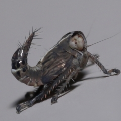 Cicadellidae (family) at Wellington Point, QLD - suppressed