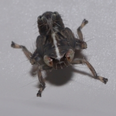 Cicadellidae (family) at Wellington Point, QLD - suppressed