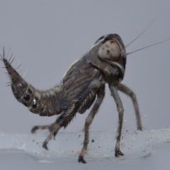 Cicadellidae (family) at Wellington Point, QLD - suppressed