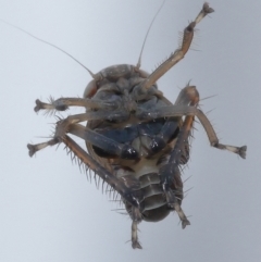 Cicadellidae (family) at Wellington Point, QLD - suppressed