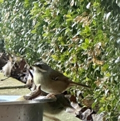 Sericornis frontalis (White-browed Scrubwren) at Googong, NSW - 15 Jul 2023 by michaela