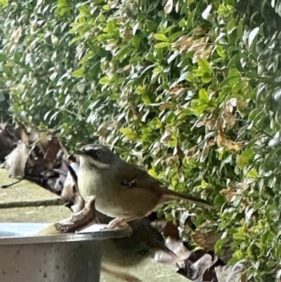 Sericornis frontalis (White-browed Scrubwren) at Googong, NSW - 14 Jul 2023 by michaela