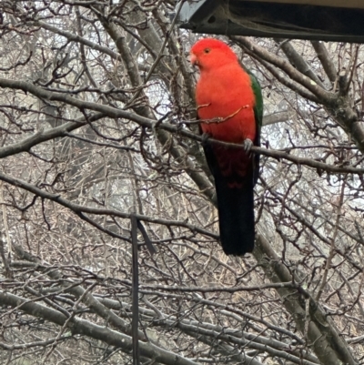 Alisterus scapularis (Australian King-Parrot) at Googong, NSW - 13 Jul 2023 by michaela