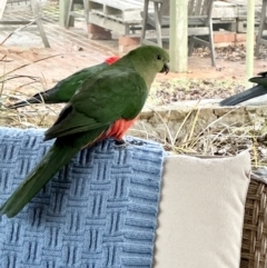 Alisterus scapularis at Googong, NSW - 13 Jul 2023 07:56 AM