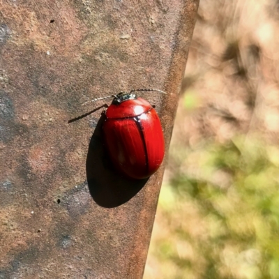 Paropsisterna rufobrunnea at Paddys River, ACT - 23 Jul 2023 by KorinneM