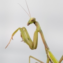 Pseudomantis albofimbriata (False garden mantis) at QPRC LGA - 20 Jul 2023 by MarkT