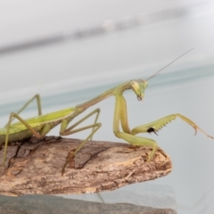 Pseudomantis albofimbriata at Jerrabomberra, NSW - 20 Jul 2023