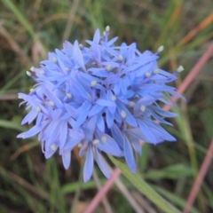 Brunonia australis (Blue Pincushion) at Bowning, NSW - 11 Dec 2022 by michaelb