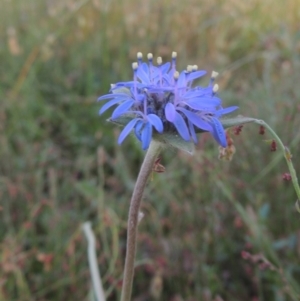 Brunonia australis at Bowning, NSW - 11 Dec 2022 05:35 PM