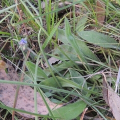 Brunonia australis at Bowning, NSW - 11 Dec 2022