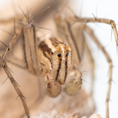 Oxyopes sp. (genus) (Lynx spider) at QPRC LGA - 23 Jul 2023 by MarkT