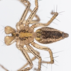 Oxyopes sp. (genus) at Jerrabomberra, NSW - 24 Jul 2023