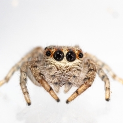 Opisthoncus grassator (Jumping spider) at Jerrabomberra, NSW - 21 Jul 2023 by MarkT