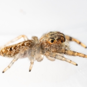 Opisthoncus grassator at Jerrabomberra, NSW - suppressed