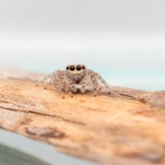 Opisthoncus grassator at Jerrabomberra, NSW - 21 Jul 2023