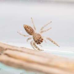 Opisthoncus grassator at Jerrabomberra, NSW - suppressed