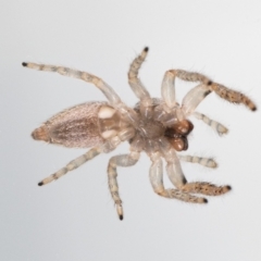 Opisthoncus grassator at Jerrabomberra, NSW - 21 Jul 2023