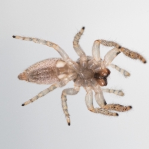 Opisthoncus grassator at Jerrabomberra, NSW - 21 Jul 2023