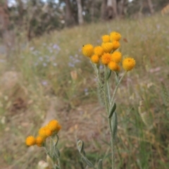 Chrysocephalum apiculatum (Common Everlasting) at Bowning, NSW - 11 Dec 2022 by MichaelBedingfield